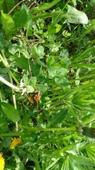 Bombus pascuorum