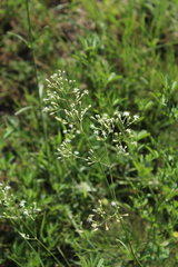 Silene wolgensis