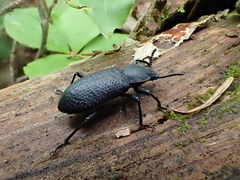 Iphthiminus serratus