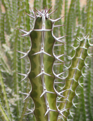 Euphorbia griseola