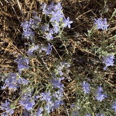 Eriastrum densifolium