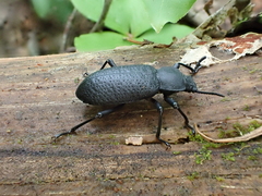 Iphthiminus serratus