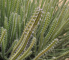 Euphorbia griseola