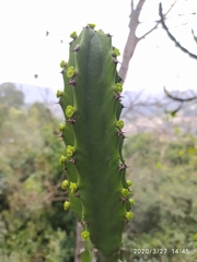 Euphorbia royleana