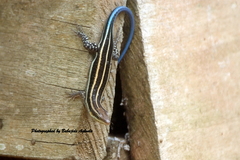 Trachylepis quinquetaeniata