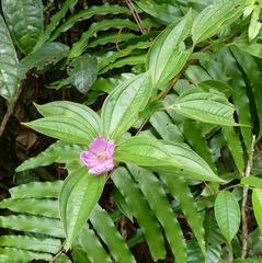 Guyonia sylvestris