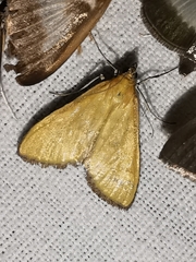 Mecyna lutealis