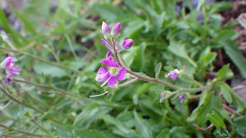 Veronica schmidtiana iNat (2)