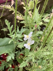 Viola arvensis