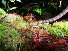 Tropidodipsas fischeri