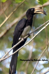 Lophoceros fasciatus