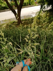 Phalaris arundinacea picta