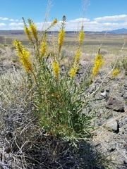 Stanleya pinnata inyoensis