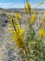 Stanleya pinnata inyoensis