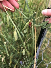 Tetraopes melanurus