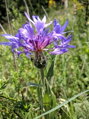 Centaurea fuscomarginata