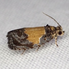 Olethreutes osmundana