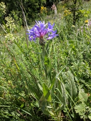 Centaurea fuscomarginata
