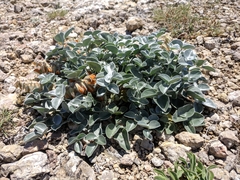 Hedysarum candidum