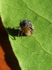 Harmonia axyridis
