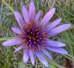 Tragopogon porrifolius