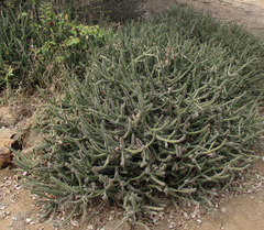 Euphorbia griseola