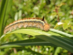 Euthrix albomaculata