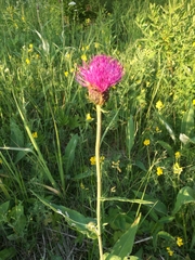 Cirsium heterophyllum