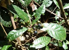 Eumachia sciadephora