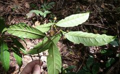 Eumachia sciadephora