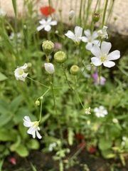 Gypsophila elegans