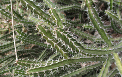 Euphorbia griseola