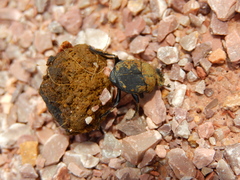 Canthon pilularius