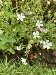 Gypsophila elegans