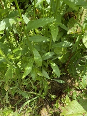 Erigeron philadelphicus philadelphicus