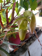 Phragmipedium
