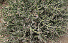Euphorbia griseola