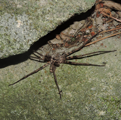 Heteropodinae