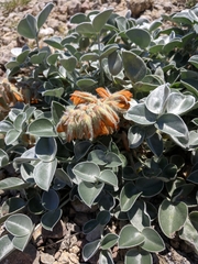 Hedysarum candidum