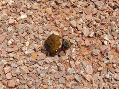 Canthon pilularius