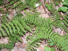 Cystopteris bulbifera