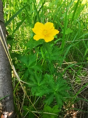 Trollius riederianus