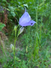 Campanula persicifolia