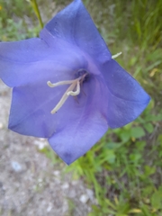 Campanula persicifolia