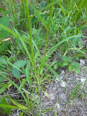Campanula persicifolia