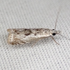 Microcrambus kimballi