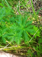 Trollius riederianus