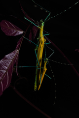 Tithonophasma tithonus