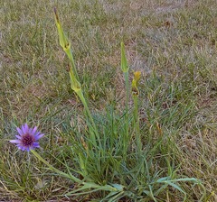 Tragopogon porrifolius