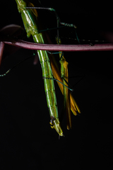 Tithonophasma tithonus